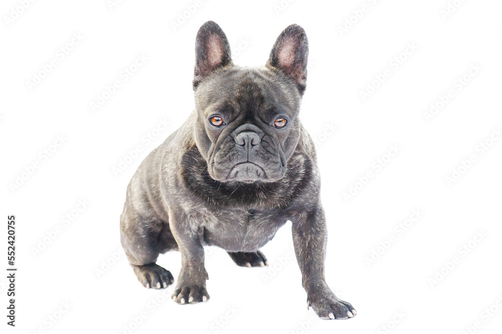 French Bulldog breed dog black with brindle color isolated on white. Portrait of a sitting dog.