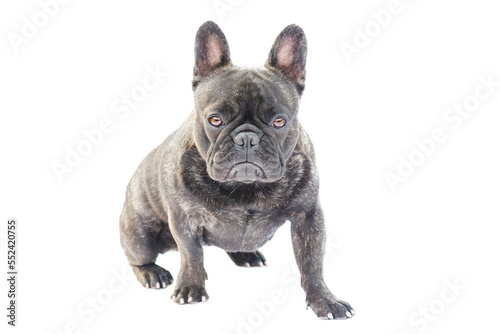 French Bulldog breed dog black with brindle color isolated on white. Portrait of a sitting dog. © Lesia
