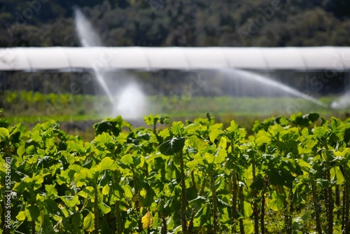 plantio e agricultura irrigada