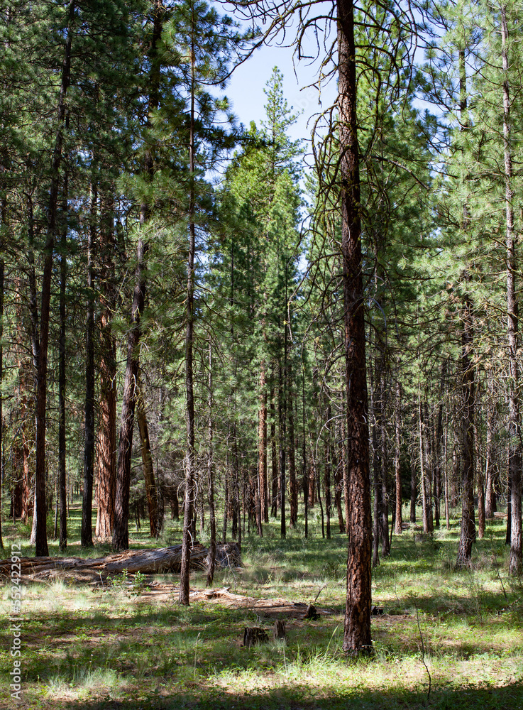 Fototapeta premium Forest with soft grass in Oregon