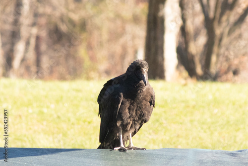 This cute black buzzard came to the top of my pool the other day. He was all alone and sitting here for a rest. I love the look of his talons and the long beak, Looks designed for ripping flesh.