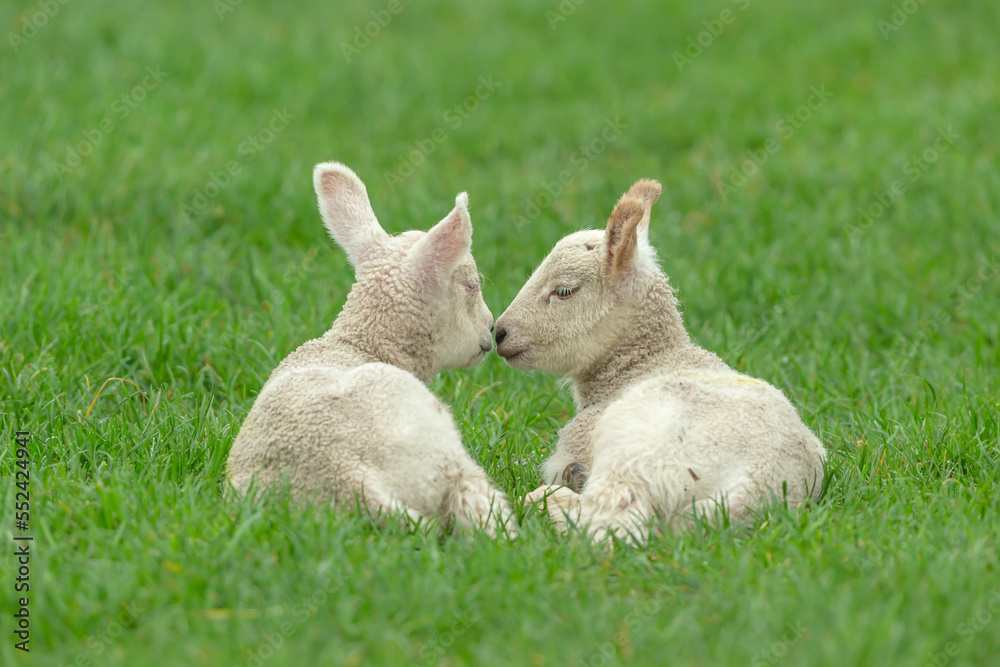 Close up of two cute twin lambs in Springtime, laying in lush green field, facing each other with one lamb nuzzling the sleeping lamb. Copy space. Horizontal. Close up of two cute twin lambs in Springtime, laying in lush green field, facing each other with one lamb nuzzling the sleeping lamb. Copy space. Horizontal.