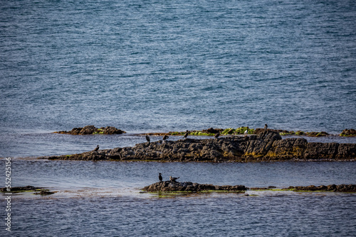Several cormorants taking a rest on rocks in the water. Black Sea, Bulgaria