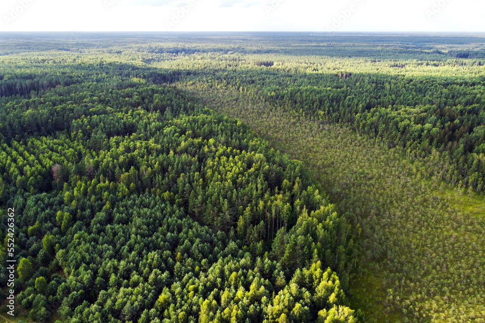 Aerial view of summer forest. Aerial landscape with green coniferous trees