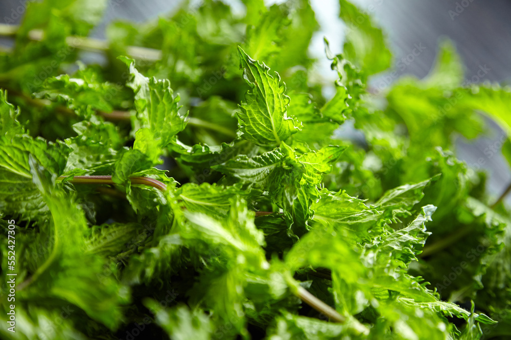 Fresh mint herb leaves texture background. Green mint plant Fresh mint herb leaves texture background. Green mint plant