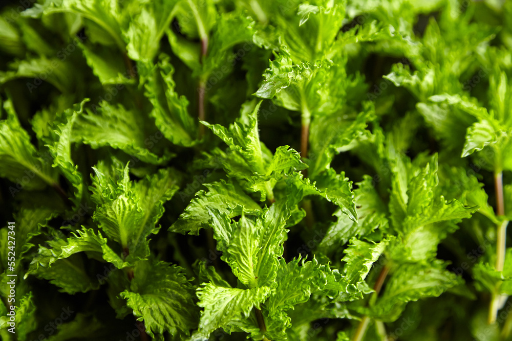 Fresh mint herb leaves texture background. Green mint plant Fresh mint herb leaves texture background. Green mint plant