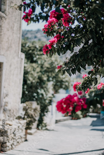 flowers in the street of a small village in Crete 