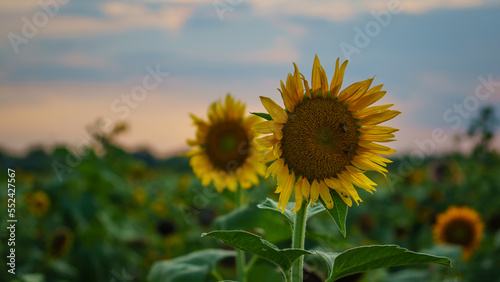 Summer landscape  sunny sunflowers