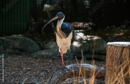 Straw-necked Ibis (Threskiornis spinicollis) photo