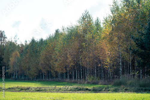 green young birch forest perspective with slight yellow orange autumn tonality