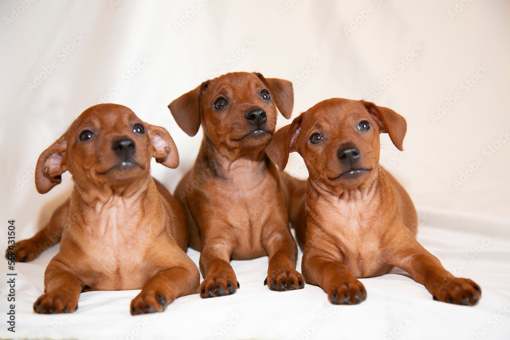 Cute puppies three from one brood are sitting. Puppies two months old are brown. Cute puppies three from one brood are sitting. Puppies two months old are brown.