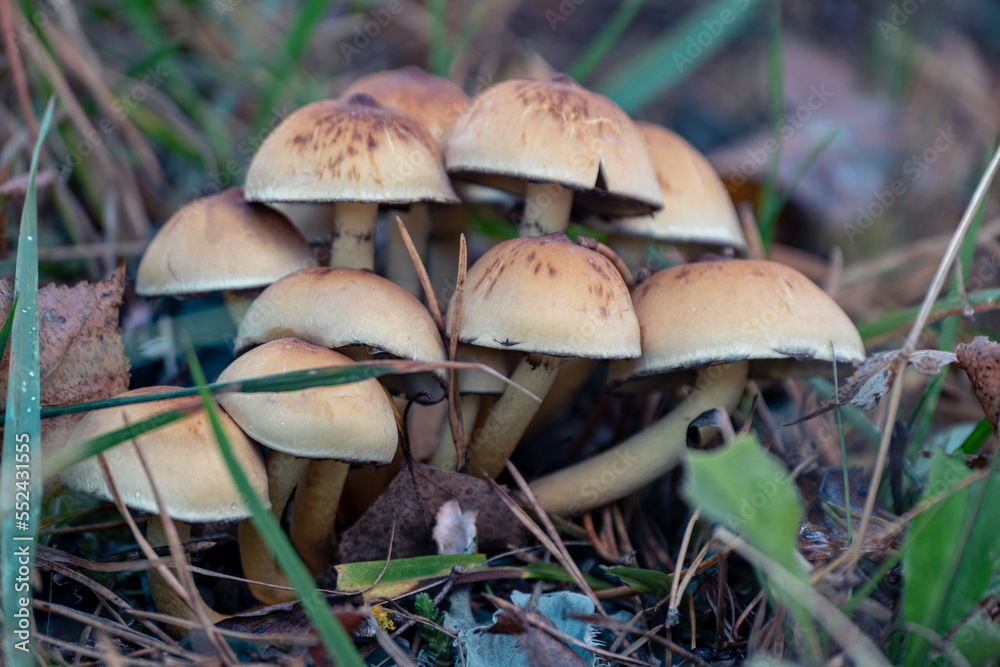 Sulphur Tuft (Hypholoma fasciculare) in forest Sulphur Tuft (Hypholoma fasciculare) in forest