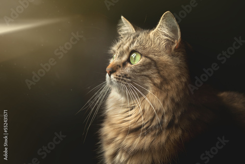 A fluffy striped cat sits on a dark background under the rays of the sun from the window.