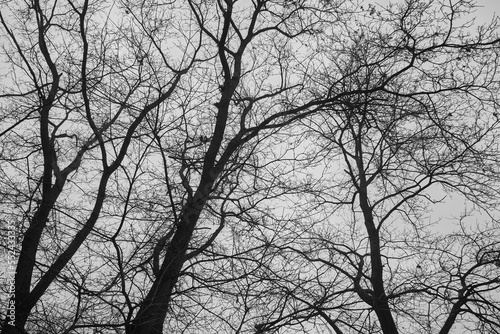 drzewa na tle nieba ,czarno białe zdjęcie 