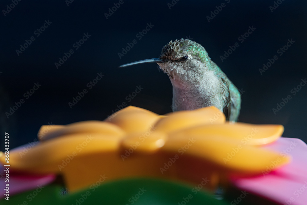 Obraz premium Hummingbird sitting on a feeder