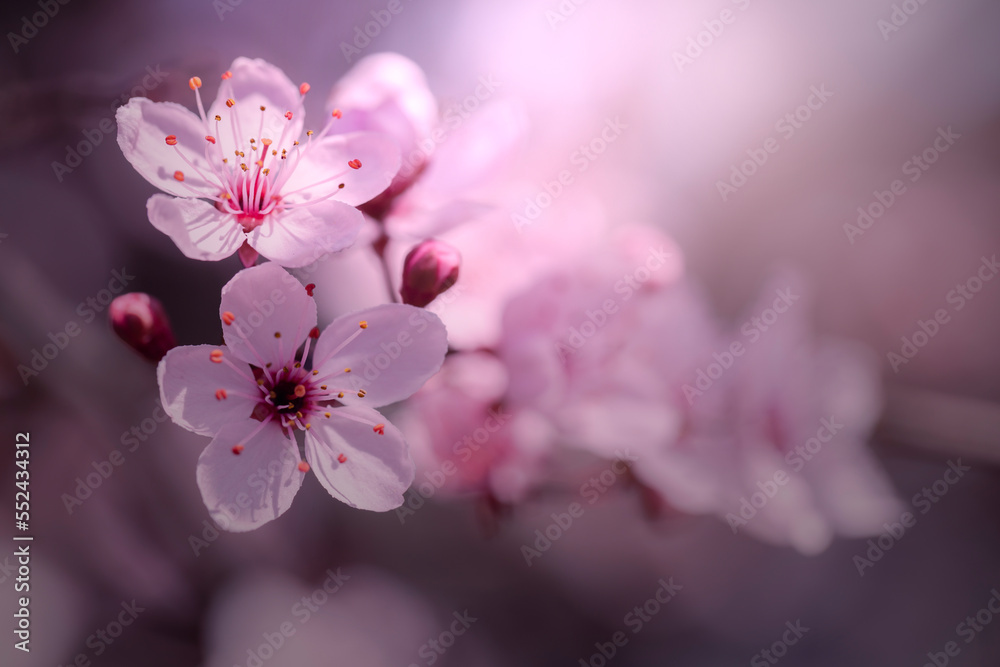 Kwiaty wiśni japońskiej Sakura. Sezon wiosenny. Pastelowe kwiaty na dziko kwitnących drzewach. Wiosenny ogród. Kwiaty wiśni japońskiej Sakura. Sezon wiosenny. Pastelowe kwiaty na dziko kwitnących drzewach. Wiosenny ogród.