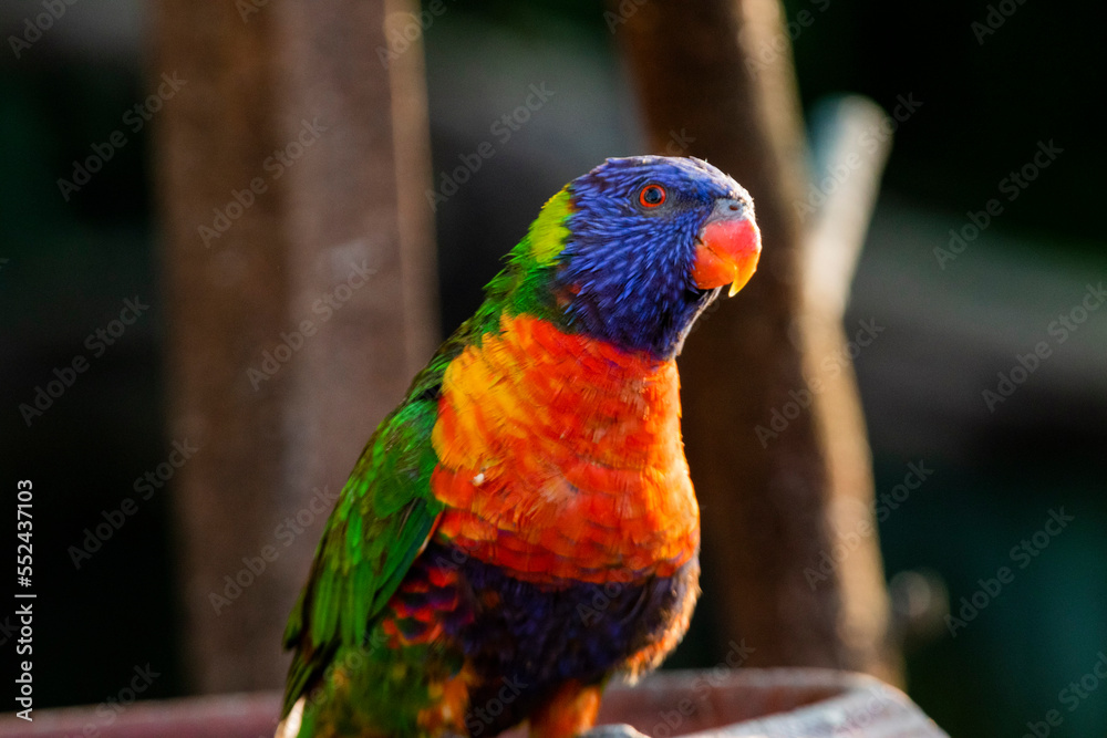 Loriini in the Chandigarh Bird Park Loriini in the Chandigarh Bird Park