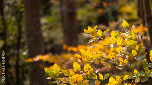 Autumn colors in the forest, yellowed leaves, blurred background, with spaces and text space