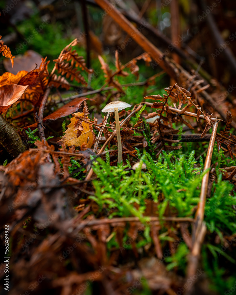 Wald Pilze Herbst Laub