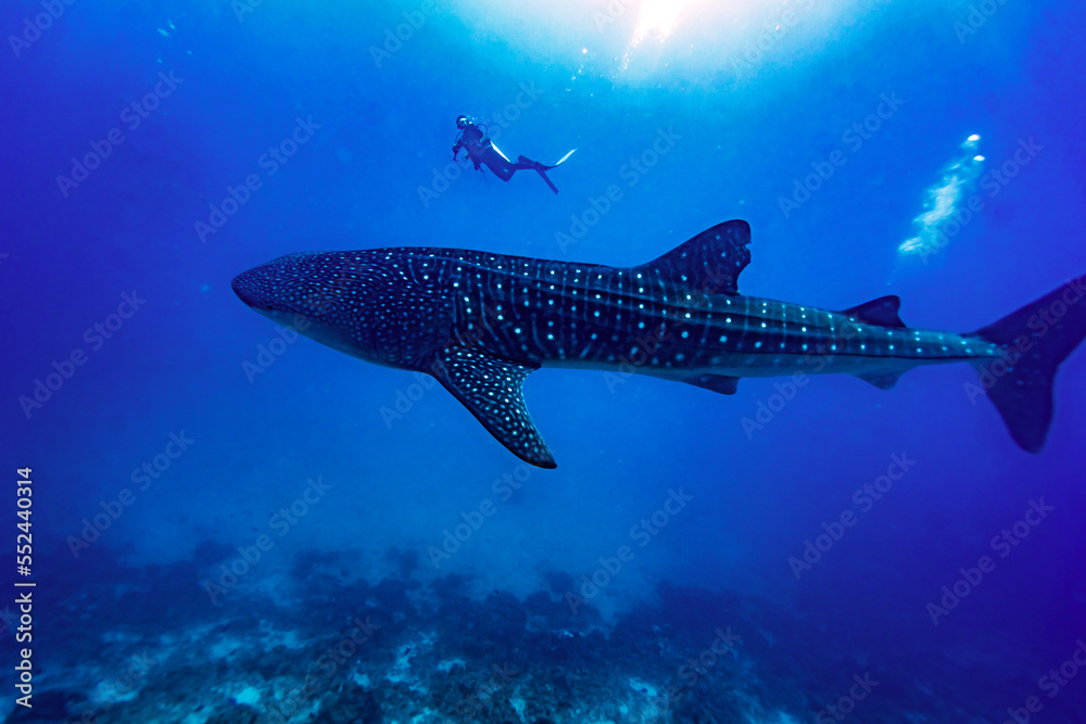 Fototapeta premium Whaleshark and diver
