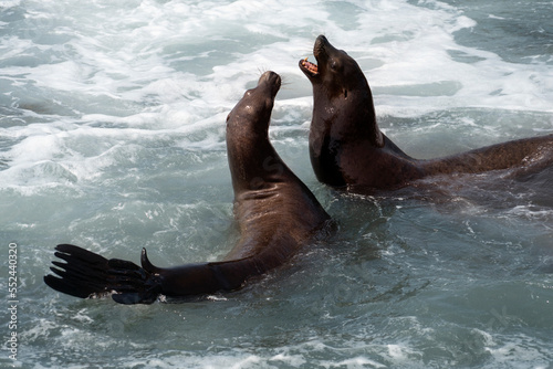 Fotografia Two sea lions get into a tussle, Point La Jolla, San Diego, CA.