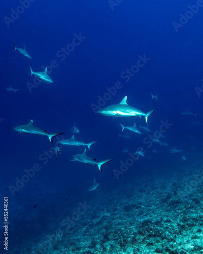 Gray reef sharks © bah69