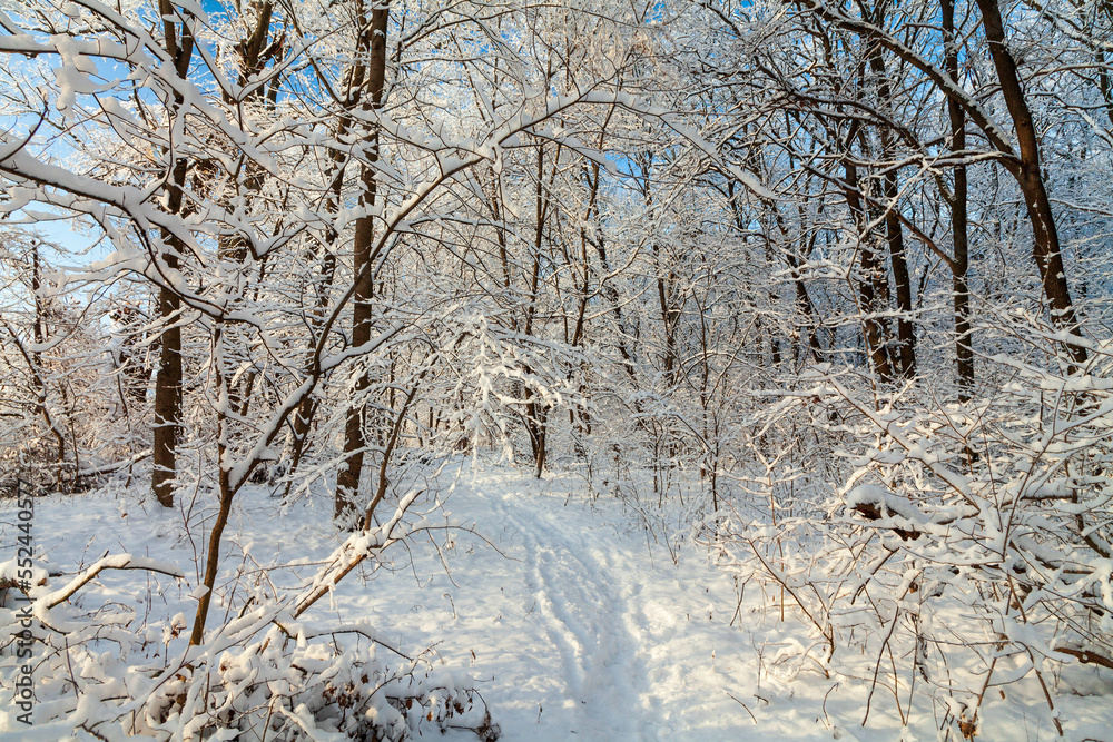 Picturesque snowy trees in a winter atmosphere after snowfall. A path among trees in a snow-covered forest. Winter snow branches of trees, walk path, footprints on the snow and road in perspective. Picturesque snowy trees in a winter atmosphere after snowfall. A path among trees in a snow-covered forest. Winter snow branches of trees, walk path, footprints on the snow and road in perspective.