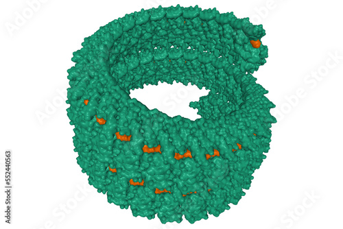 Ebola virus nucleoprotein(green)-RNA(brown) complex, 3D Gaussian surface model isolated photo