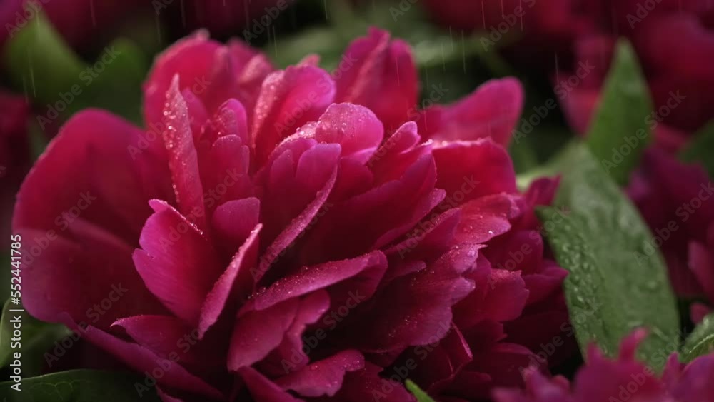 Blooming Peonies flowers under rain. Nature floral background. Raindrops falls on pink spring branches of flowering blossoming peony flower. Raining, close up, selective focus, slow motion
