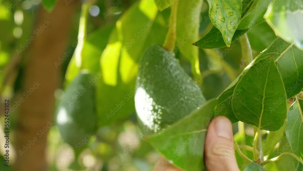 Avocado production in Mexico. Environmental impact Mexican avocado