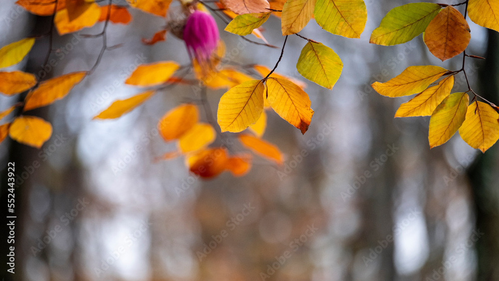 Obraz premium Dried autumn leaves, blurred background, with spaces and text space