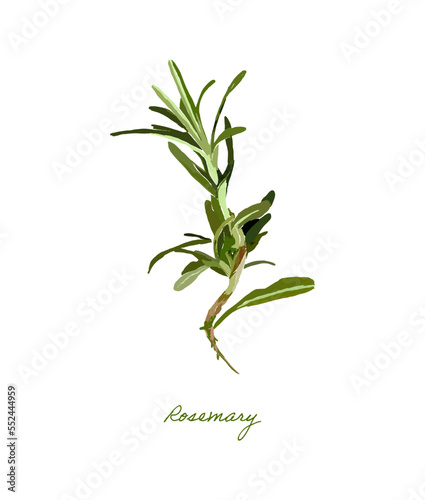 herbal cooking rosemary illustration