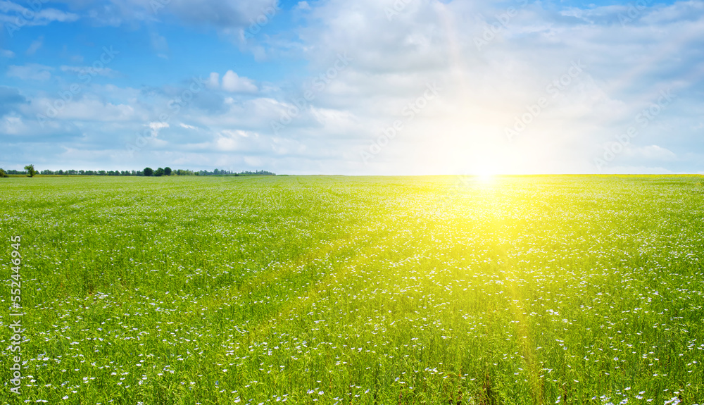 Flax field with blue sky and bright sunrise . - obrazy, fototapety, plakaty 