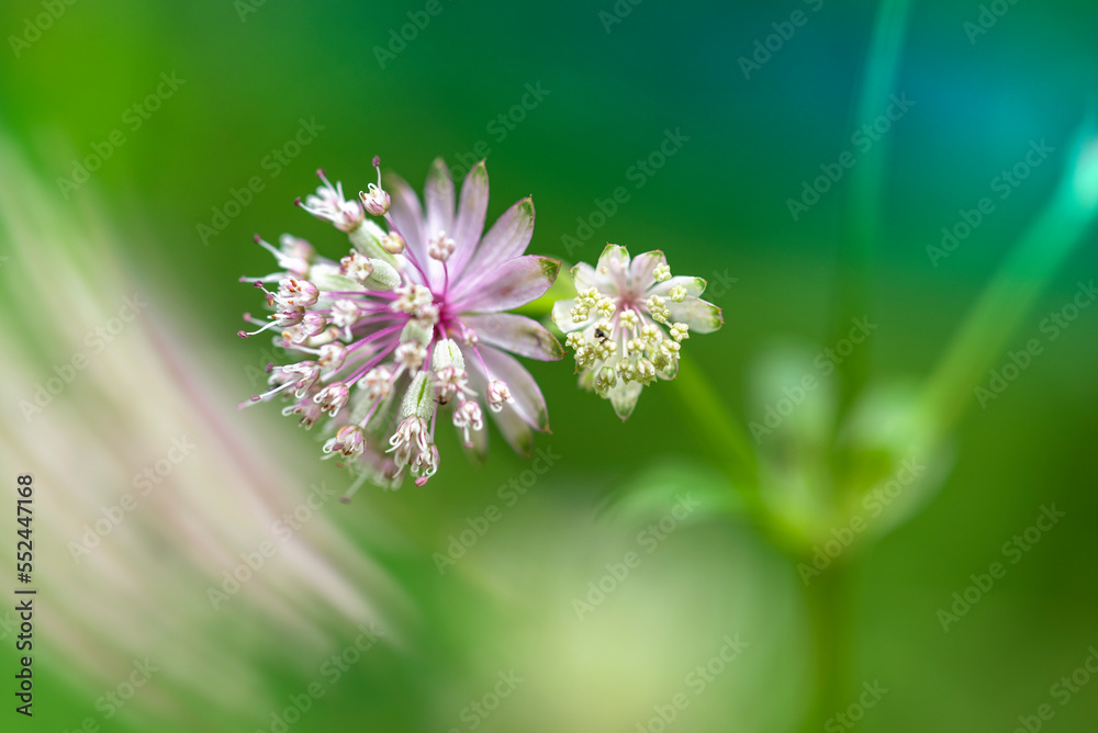 close up of a flower