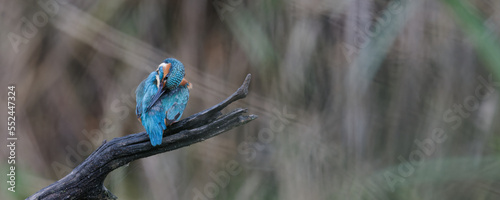 martin-pêcheur d'Europe - alcedo atthis - alcedinidae