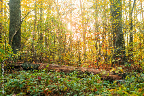 A fallen tree in an oak forest in autumn