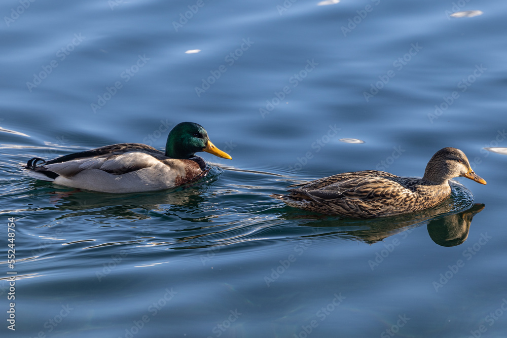 Fototapeta premium Enten Paar