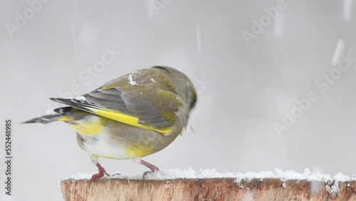 Songbirds in winter on a feeder in the forest. Snow is falling. Feed the birds in winter. Greenfinch. photo