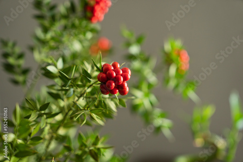 Turkey Christmas Flower 'Cochina' Photo, Kadikoy Istanbul, Turkey photo