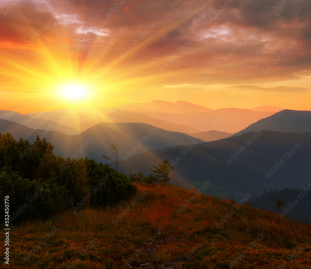scenic summer dawn floral image, amazing mountains landscape with blooming flowers at morning sunrise, scenic nature scenery, Carpathian mountains, Ukraine