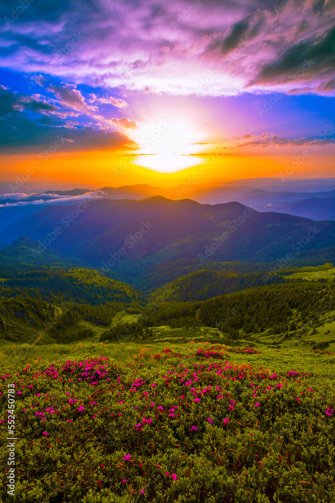 scenic summer dawn floral image, amazing mountains landscape with blooming flowers at morning sunrise