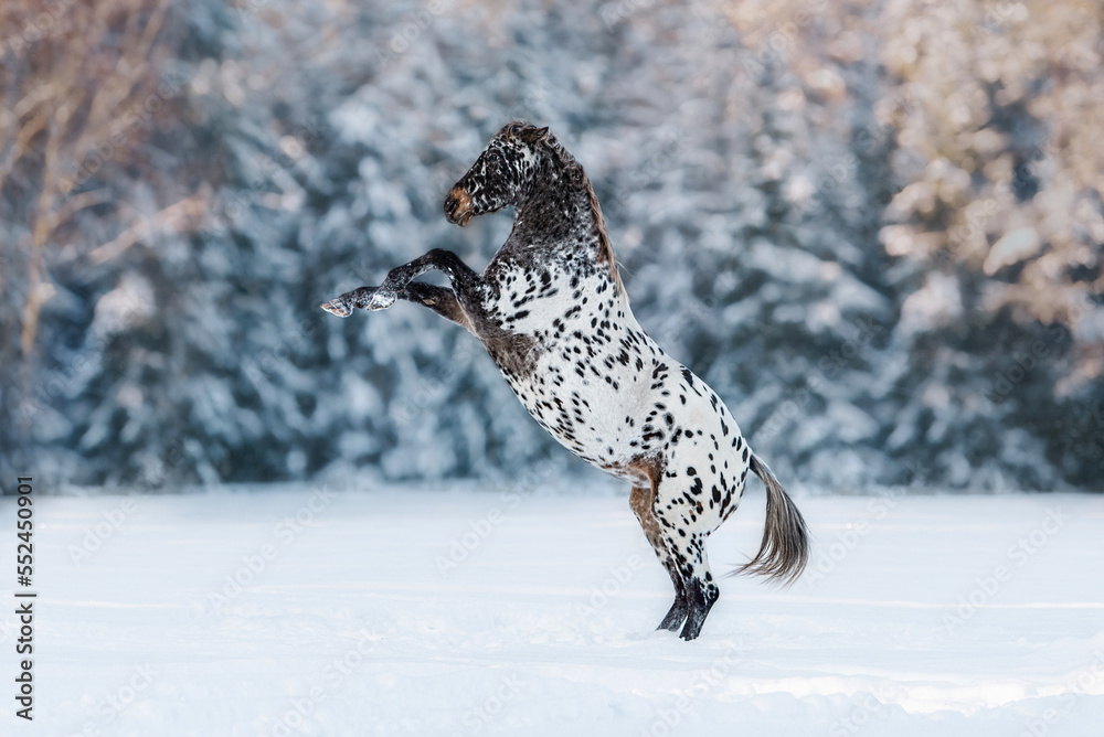 Beautiful appaloosa horse rearing up in the field in winter Stock Photo ...