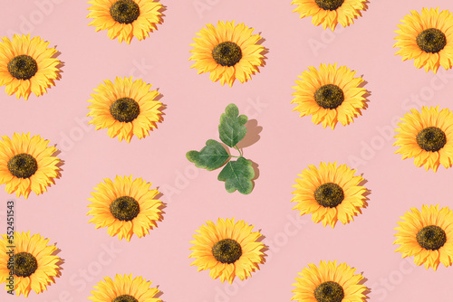 Fototapeta Naklejka Na Ścianę i Meble -  Arrange sunflowers and leaves on light pink background. Pattern. Minimal design.