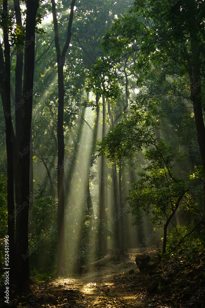 Obraz premium Morning sunlight in the jungle