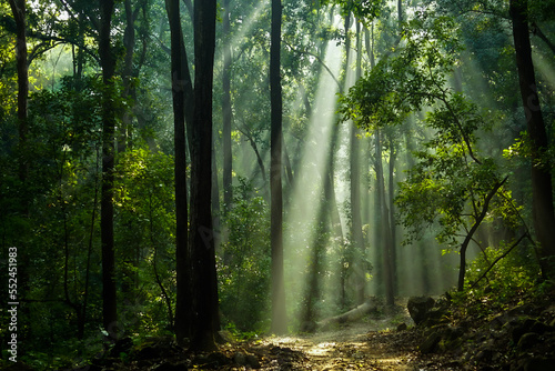 Canvas Print Sunlight in the Jungle
