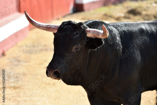 spanish brave bull in spain