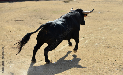 spanish brave bull in spain