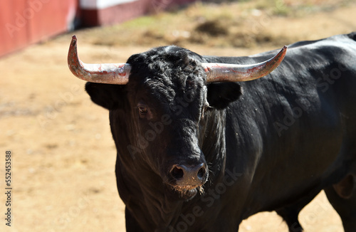 big bull in a traditional spectacle of bullfight in spain