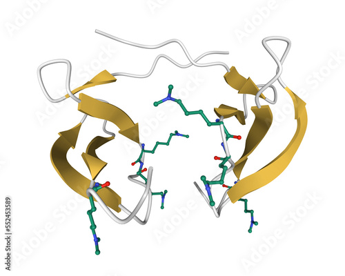 Structure of human beta-defensin-4 dimer, 3D cartoon model isolated with differently colored secondary structure elements photo