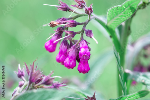 Comfrey pink flowers growth in summer light garden. Symphytum officinale flowering plants grow in spring meadow photo
